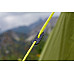 Намет Vango Soul 100 Treetops (TERSOUL  T15077)